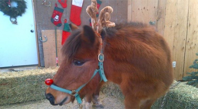 Christmas on the Farm Announced in Town of Newburgh