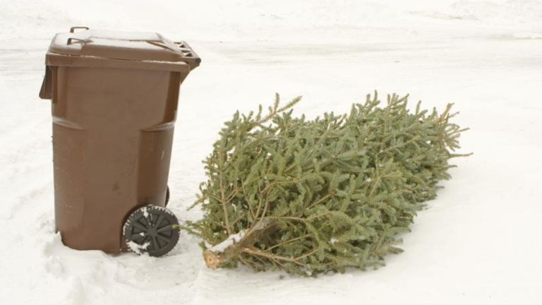 Refreshments, Wood Chips to be Served for Used Christmas Trees